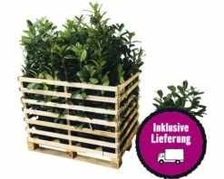 FloraSelf 35 X Kirschlorbeer, Lorbeerkirsche Prunus Laurocerasus 'Caucasica' H 80-100 Cm ClickCo Für Ca. 14 M Hecke
