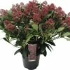 Japanische Blütenskimmie FloraSelf Skimmia Japonica 'Rubella' H 20-30 Cm Co 3 L Buschig -Hornbach Gartenmarkt DV 8 10040222 01 4c DE 20190409194756