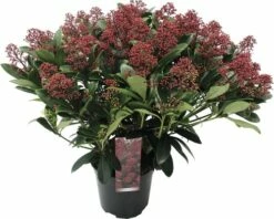 Japanische Blütenskimmie FloraSelf Skimmia Japonica 'Rubella' H 20-30 Cm Co 3 L Buschig