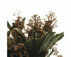 Japanische Blütenskimmie FloraSelf Skimmia Japonica 'Rubella' H 20-30 Cm Co 3 L Buschig -Hornbach Gartenmarkt DV 8 10040222 02 4c NL 20221207180715