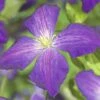 FloraSelf Waldrebe Clematis-Cultivars 'So Many® Purple Flowers PBR' H 80-90 Cm Co 2,3 L 1 FloraSelf Waldrebe Clematis-Cultivars 'So Many® Purple Flowers PBR' H 80-90 Cm Co 2,3 L -Hornbach Gartenmarkt DV 8 10072913 02 4c DE 20190504211655