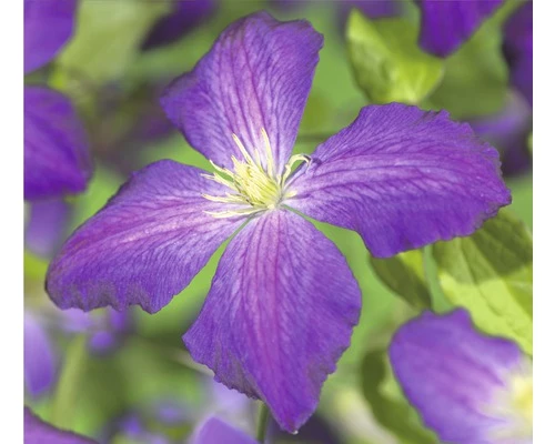 FloraSelf Waldrebe Clematis-Cultivars 'So Many® Purple Flowers PBR' H 80-90 Cm Co 2,3 L 3 FloraSelf Waldrebe Clematis-Cultivars 'So Many® Purple Flowers PBR' H 80-90 Cm Co 2,3 L