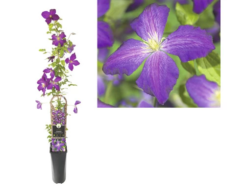 FloraSelf Waldrebe Clematis-Cultivars 'So Many® Purple Flowers PBR' H 80-90 Cm Co 2,3 L 4 FloraSelf Waldrebe Clematis-Cultivars 'So Many® Purple Flowers PBR' H 80-90 Cm Co 2,3 L – Bild 2