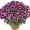 Chrysantheme FloraSelf Chrysanthemum Indicum 'Ciao' Ø 12 Cm Topf 1 Chrysantheme FloraSelf Chrysanthemum Indicum 'Ciao' Ø 12 Cm Topf -Hornbach Gartenmarkt DV 8 10076851 01 4c DE 20190511211654