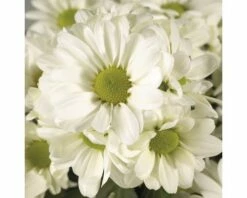 Chrysantheme FloraSelf Chrysanthemum Indicum 'Runca' Ø 23 Cm Topf -Hornbach Gartenmarkt DV 8 10076852 02 4c DE 20190509101754