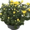 Chrysantheme FloraSelf Chrysanthemum Indicum 'Tapas Time' Ø 23 Cm Topf 2 Chrysantheme FloraSelf Chrysanthemum Indicum 'Tapas Time' Ø 23 Cm Topf -Hornbach Gartenmarkt DV 8 10076854 01 4c DE 20190511211654