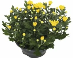 Chrysantheme FloraSelf Chrysanthemum Indicum 'Tapas Time' Ø 23 Cm Topf