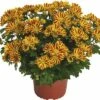 Chrysantheme FloraSelf Chrysanthemum Indicum 'HoiHoi' Ø 12 Cm Topf -Hornbach Gartenmarkt DV 8 10076861 02 4c DE 20190511211654