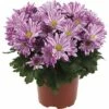Chrysantheme FloraSelf Chrysanthemum Indicum 'Artistic Rosy' Ø 12 Cm Topf -Hornbach Gartenmarkt DV 8 10076862 01 4c DE 20190511211654