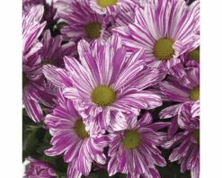 Chrysantheme FloraSelf Chrysanthemum Indicum 'Artistic Rosy' Ø 12 Cm Topf -Hornbach Gartenmarkt DV 8 10076862 02 4c DE 20190509101754