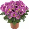 Chrysantheme FloraSelf Chrysanthemum Indicum 'Artistic Armin' Ø 12 Cm Topf -Hornbach Gartenmarkt DV 8 10076863 01 4c DE 20190511211654