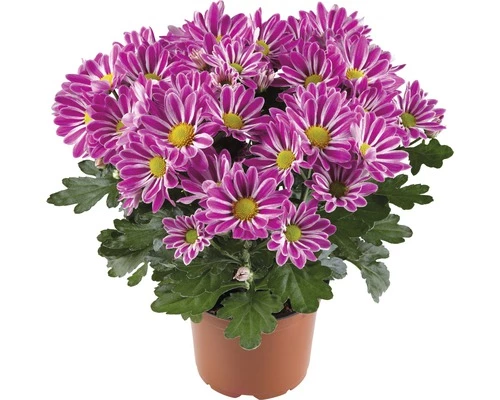 Chrysantheme FloraSelf Chrysanthemum Indicum 'Artistic Armin' Ø 12 Cm Topf 3 Chrysantheme FloraSelf Chrysanthemum Indicum 'Artistic Armin' Ø 12 Cm Topf
