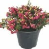 Torfmyrthe FloraSelf Gaultheria Mucronata H 15-30 Cm Co 1,2 L Rot -Hornbach Gartenmarkt DV 8 10149911 01 4c DE 20190907211653