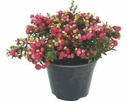 Torfmyrthe FloraSelf Gaultheria Mucronata H 15-30 Cm Co 1,2 L Rot