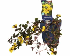 FloraSelf Gedrängtblütiger Gilbweiderich Lysimachia Congestiflora 'Persian Chocolate' H 10-30 Cm Co 0,5 L (6 Stk.)