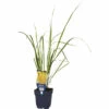 FloraSelf Hohes Pfeifengras Molinia Arundinacea 'Karl Foerster' H 5-80 Cm Co 0,5 L (6 Stk.) -Hornbach Gartenmarkt DV 8 10167840 01 4c DE 20220311094751