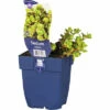 Fetthenne FloraSelf Sedum Makinoi H 5-10 Cm Co 0,5 L -Hornbach Gartenmarkt DV 8 10167883 01 4c DE 20220311091655