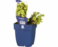 Fetthenne FloraSelf Sedum Makinoi H 5-10 Cm Co 0,5 L