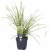 Rasen Schmiele FloraSelf Deschampsia Cespitosa 'Tardiflora' H 5-30 Cm Co 0,5 L 1 Rasen Schmiele FloraSelf Deschampsia Cespitosa 'Tardiflora' H 5-30 Cm Co 0,5 L -Hornbach Gartenmarkt DV 8 10167929 01 4c DE 20230315221655