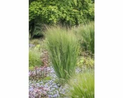 Rutenhirse FloraSelf Panicum Virgatum 'Northwind' H 20-80 Cm Co 3 L