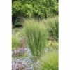Rutenhirse FloraSelf Panicum Virgatum 'Northwind' H 20-120 Cm Co 6 L -Hornbach Gartenmarkt DV 8 10170699 01 4c DE 20220303124657