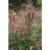 Chinaschilf FloraSelf Miscanthus Sinensis "Ferner Osten" H 20-100 Cm Co 6 L 1 Chinaschilf FloraSelf Miscanthus Sinensis "Ferner Osten" H 20-100 Cm Co 6 L -Hornbach Gartenmarkt DV 8 10170780 01 4c DE 20210819220550