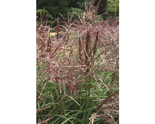 Chinaschilf FloraSelf Miscanthus Sinensis "Ferner Osten" H 20-100 Cm Co 6 L 3 Chinaschilf FloraSelf Miscanthus Sinensis "Ferner Osten" H 20-100 Cm Co 6 L