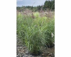 Chinaschilf FloraSelf Miscanthus Sinensis "Ferner Osten" H 20-100 Cm Co 6 L 7 Chinaschilf FloraSelf Miscanthus Sinensis "Ferner Osten" H 20-100 Cm Co 6 L -Hornbach Gartenmarkt DV 8 10170780 02 4c DE 20210819220715