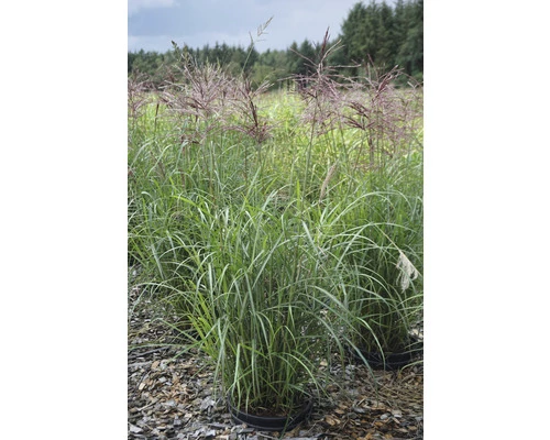 Chinaschilf FloraSelf Miscanthus Sinensis "Ferner Osten" H 20-100 Cm Co 6 L 5 Chinaschilf FloraSelf Miscanthus Sinensis "Ferner Osten" H 20-100 Cm Co 6 L – Bild 3