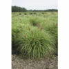 Garten-Chinaschilf FloraSelf Miscanthus Sinensis 'Red Chief' H 20-100 Cm Co 6 L -Hornbach Gartenmarkt DV 8 10170802 01 4c DE 20220309164655