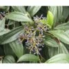 Immergrüner Kissenschneeball FloraSelf Viburnum Davidii H 40-50 Cm CO 6 L