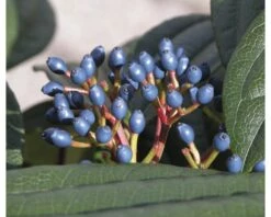 Immergrüner Kissenschneeball FloraSelf Viburnum Davidii H 40-50 Cm CO 6 L -Hornbach Gartenmarkt DV 8 10170998 04 4c DE 20200309154754