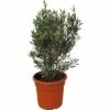 Olivenbaum FloraSelf Olea Europaea H 90-110 Cm Ø 35 Cm Topf 1 Olivenbaum FloraSelf Olea Europaea H 90-110 Cm Ø 35 Cm Topf -Hornbach Gartenmarkt DV 8 10175170 01 4c CH 20200215214658