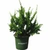 Zwergkonifere, Hinoki-Scheinzypresse Teddy Bear FloraSelf Chamaecyparis Obtusa 'Teddy Bear' H 25-30 Cm Co 3,7 L