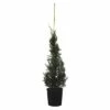 Leyland-Zypresse Kegel FloraSelf Cupressocyparis Leylandii 'Pyramidalis' H 100-125 Cm Co 10 L 1 Leyland-Zypresse Kegel FloraSelf Cupressocyparis Leylandii 'Pyramidalis' H 100-125 Cm Co 10 L -Hornbach Gartenmarkt DV 8 10177541 01 4c CH 20191026211703