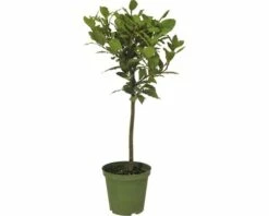 FloraSelf Echter Lorbeer Stämmchen Laurus Nobilis H 25-35 Cm Ø 14 Cm Topf