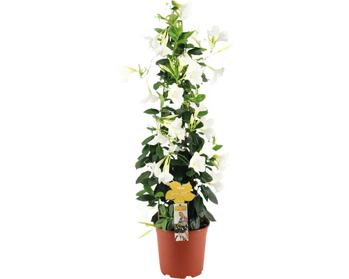 Dipladenie, Trichterblüte Pyramide FloraSelf Dipladenia Mandevilla 'Summerstar' Gesamthöhe Ca. 90 Cm Ø 21 Cm Topf Weiß 3 Dipladenie, Trichterblüte Pyramide FloraSelf Dipladenia Mandevilla 'Summerstar' Gesamthöhe Ca. 90 Cm Ø 21 Cm Topf Weiß