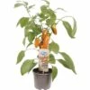 Snack-Paprika FloraSelf Capsicum Annuum Ø 14 Cm Topf -Hornbach Gartenmarkt DV 8 10185210 01 4c DE 20200406174759