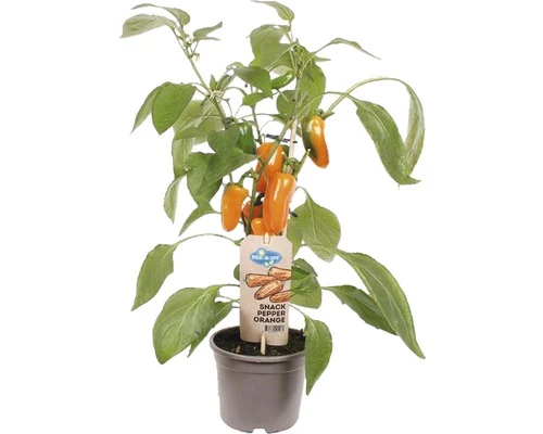 Snack-Paprika FloraSelf Capsicum Annuum Ø 14 Cm Topf 3 Snack-Paprika FloraSelf Capsicum Annuum Ø 14 Cm Topf