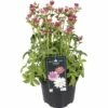 FloraSelf Große Sterndolde Astrantia Major 'Roma' H 30-45 Cm Co 3 L -Hornbach Gartenmarkt DV 8 10187424 01 4c DE 20191028135110