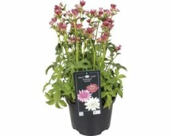 FloraSelf Große Sterndolde Astrantia Major 'Roma' H 30-45 Cm Co 3 L