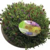 Mittagsblume Mix FloraSelf Delosperma H 5-15 Cm Schale Ø 25 Cm -Hornbach Gartenmarkt DV 8 10187427 01 4c DE 20220614084758
