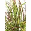 Rutenhirse FloraSelf Panicum Virgatum 'Cheyenne Sky' H 10-80 Cm Co 3 L -Hornbach Gartenmarkt DV 8 10187433 01 4c DE 20210113111751