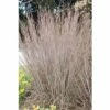 Prärie-Bartgras FloraSelf Schizachyrium Scoparium ‘Standing Ovation’ H 10-90 Cm Co 3 L -Hornbach Gartenmarkt DV 8 10187440 01 4c DE 20210113121652