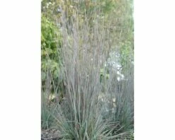 Prärie-Bartgras FloraSelf Schizachyrium Scoparium ‘Standing Ovation’ H 10-90 Cm Co 3 L -Hornbach Gartenmarkt DV 8 10187440 02 4c DE 20210113114751