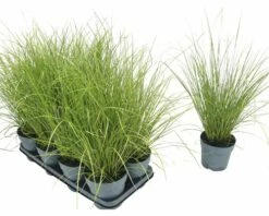 Grüne Segge FloraSelf Carex Howardii 'Phoenix Green' H 5-20 Cm T 14 Cm 5 Grüne Segge FloraSelf Carex Howardii 'Phoenix Green' H 5-20 Cm T 14 Cm -Hornbach Gartenmarkt DV 8 10187444 01 4c DE 20210325164656