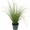 Grüne Segge FloraSelf Carex Howardii 'Phoenix Green' H 5-20 Cm T 14 Cm -Hornbach Gartenmarkt DV 8 10187444 02 4c DE 20210325164656