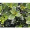 Stechpalme Kugel FloraSelf Ilex Meserveae "Little Pirate"® H 25-30 Cm Co 4,5 L -Hornbach Gartenmarkt DV 8 10189111 02 4c DE 20191020025950