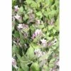 Perlmuttstrauch FloraSelf Kolkwitzia Amabilis H 80-100 Cm Co 10 L -Hornbach Gartenmarkt DV 8 10189117 01 4c DE 20191020030420