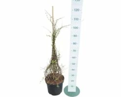 Perlmuttstrauch FloraSelf Kolkwitzia Amabilis H 80-100 Cm Co 10 L -Hornbach Gartenmarkt DV 8 10189117 02 4c DE 20191021192742